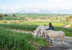 Kalmoesfontein