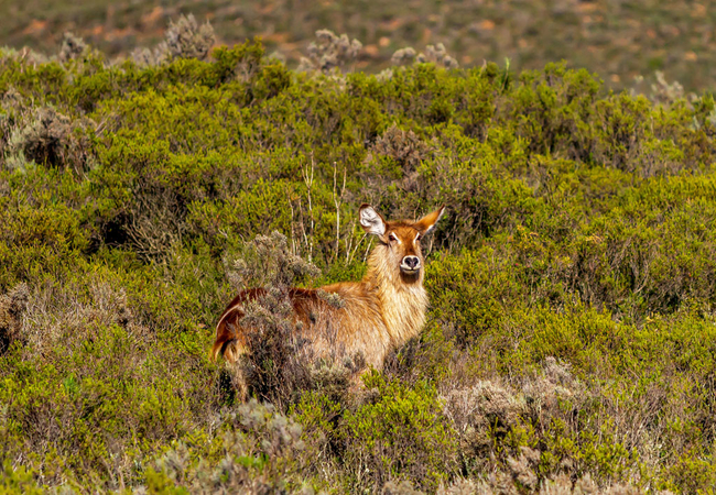 Melozhori Private Game Reserve Lodge