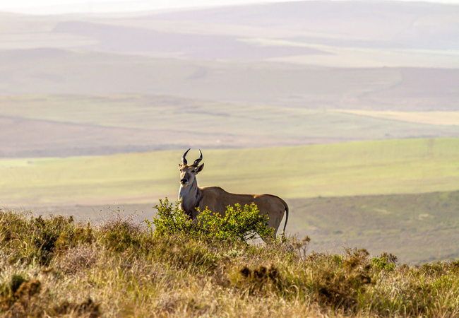 Melozhori Private Game Reserve Lodge