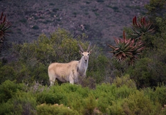 Game Drives