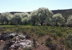 Middelfontein Farm