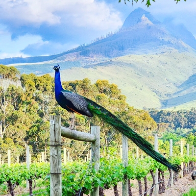 Mitre's Edge Wine Estate