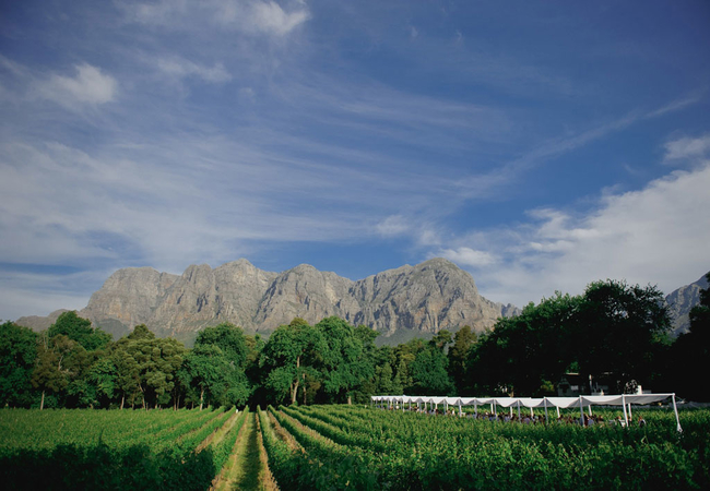 MolenVliet Family Vineyards