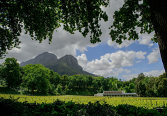 MolenVliet Family Vineyards