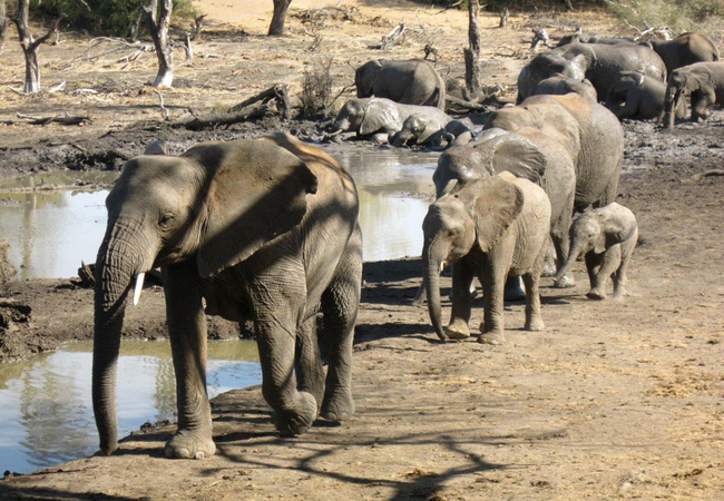 Mopane Bush Lodge