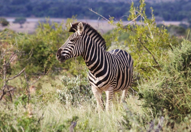 Mopane Bush Lodge