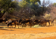 Morakane Safari Lodge