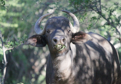 Morokolo Safari Lodge