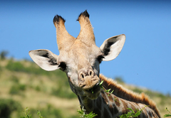 Morokolo Safari Lodge