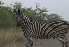 Mountain View Safari Lodge