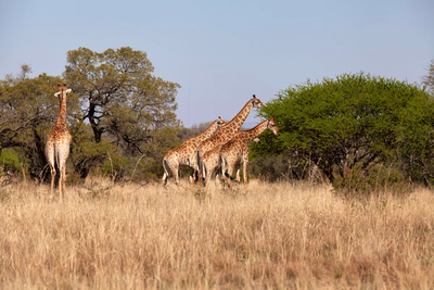 Mziki Safari Lodge