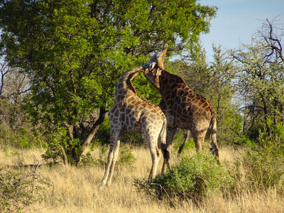 Mziki Safari Lodge