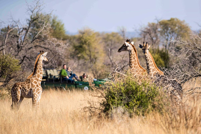 Mziki Safari Lodge