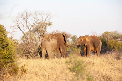 Mziki Safari Lodge