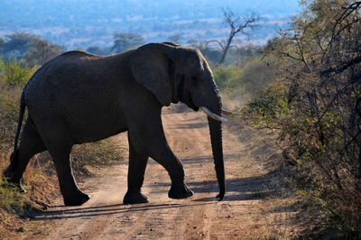 Mziki Safari Lodge