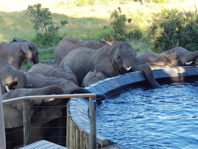 Nambiti Plains Private Game Lodge