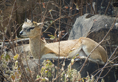 nDzuti Bush Camp