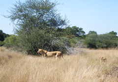 nDzuti Bush Camp