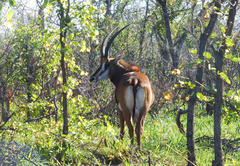 nDzuti Bush Camp