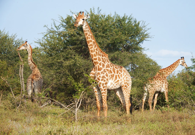 nDzuti Safari Camp in Klaserie, Limpopo