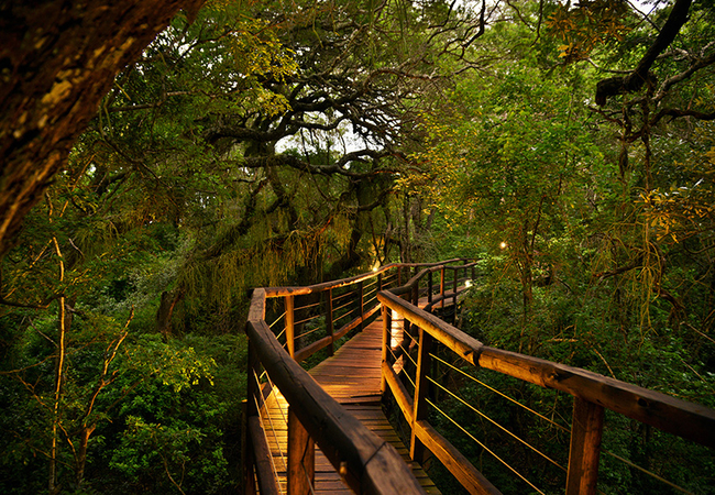 Forest Boardwalks