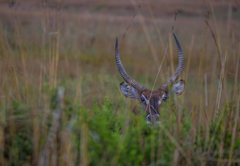 Nkomazi Game Reserve