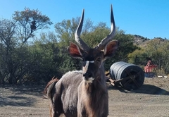 Nyala Cottage