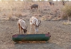 Nyani Lodge