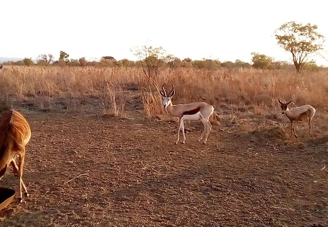 Nyani Lodge