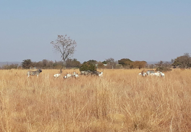 Nyani Lodge