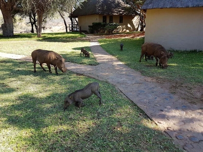 Nyati Safari Lodge