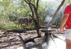 Olifant Marloth Park