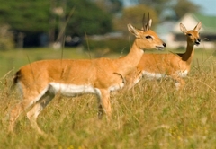 Oribi Haven