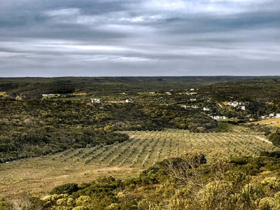 Oudewerfskloof Olive Farm