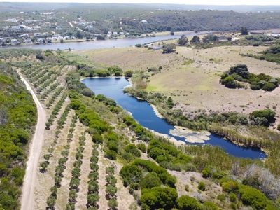 Oudewerfskloof Olive Farm