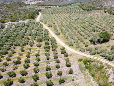 Oudewerfskloof Olive Farm