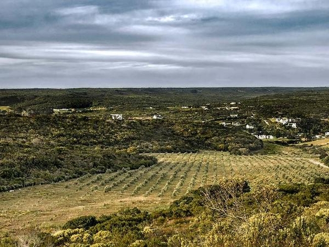 Oudewerfskloof Olive Farm