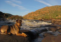 Lodge dog Mafutha