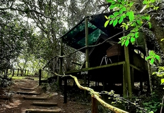 Firefly Forest Tent