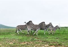 Zebra on the plains 