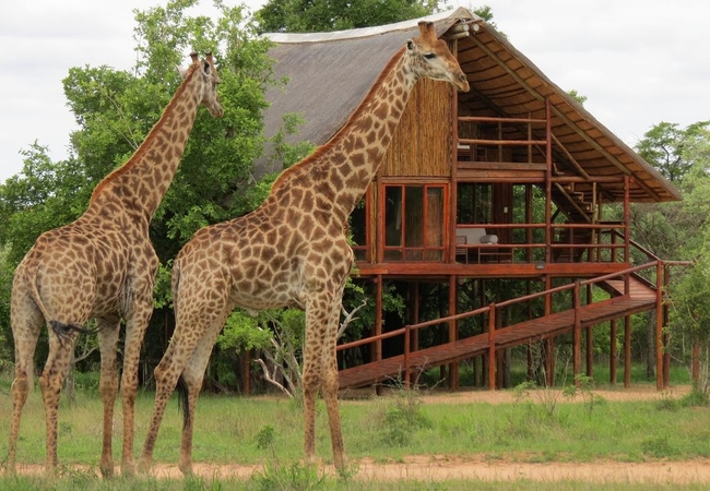 Pezulu Tree House Lodge