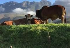 Die Plaashuisie at Leeurivier