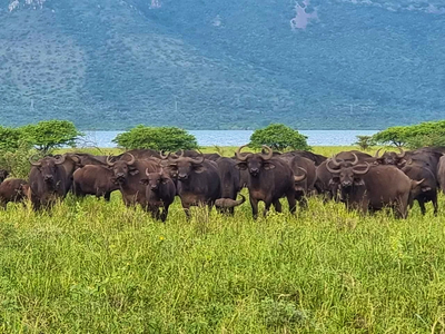 Pongolapoort Safari Lodge