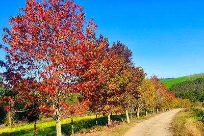 Prospect Farm Cottages