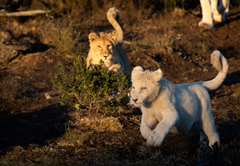 Pumba Msenge Bush Lodge