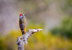 Pumba Msenge Bush Lodge