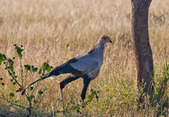 Rhino River Lodge