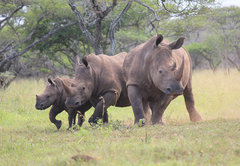 Rhino River Lodge