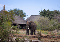 Rhulani Safari Lodge