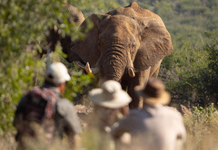 Rhulani Safari Lodge